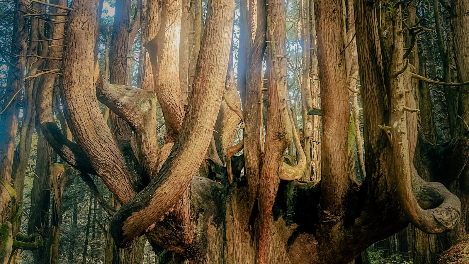 Giant sequoia forest